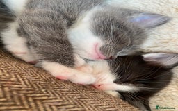 Mixed Breed cats for sale: beautiful kittens - Image 30