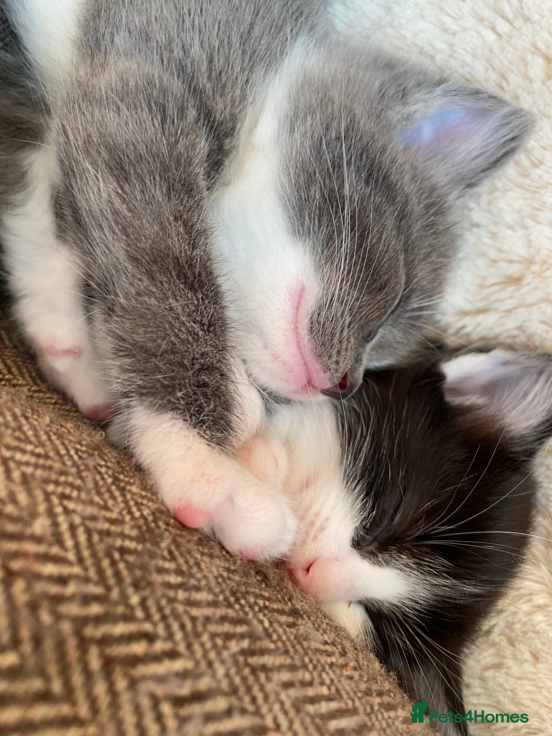 Mixed Breed cats for sale: beautiful kittens - Image 30