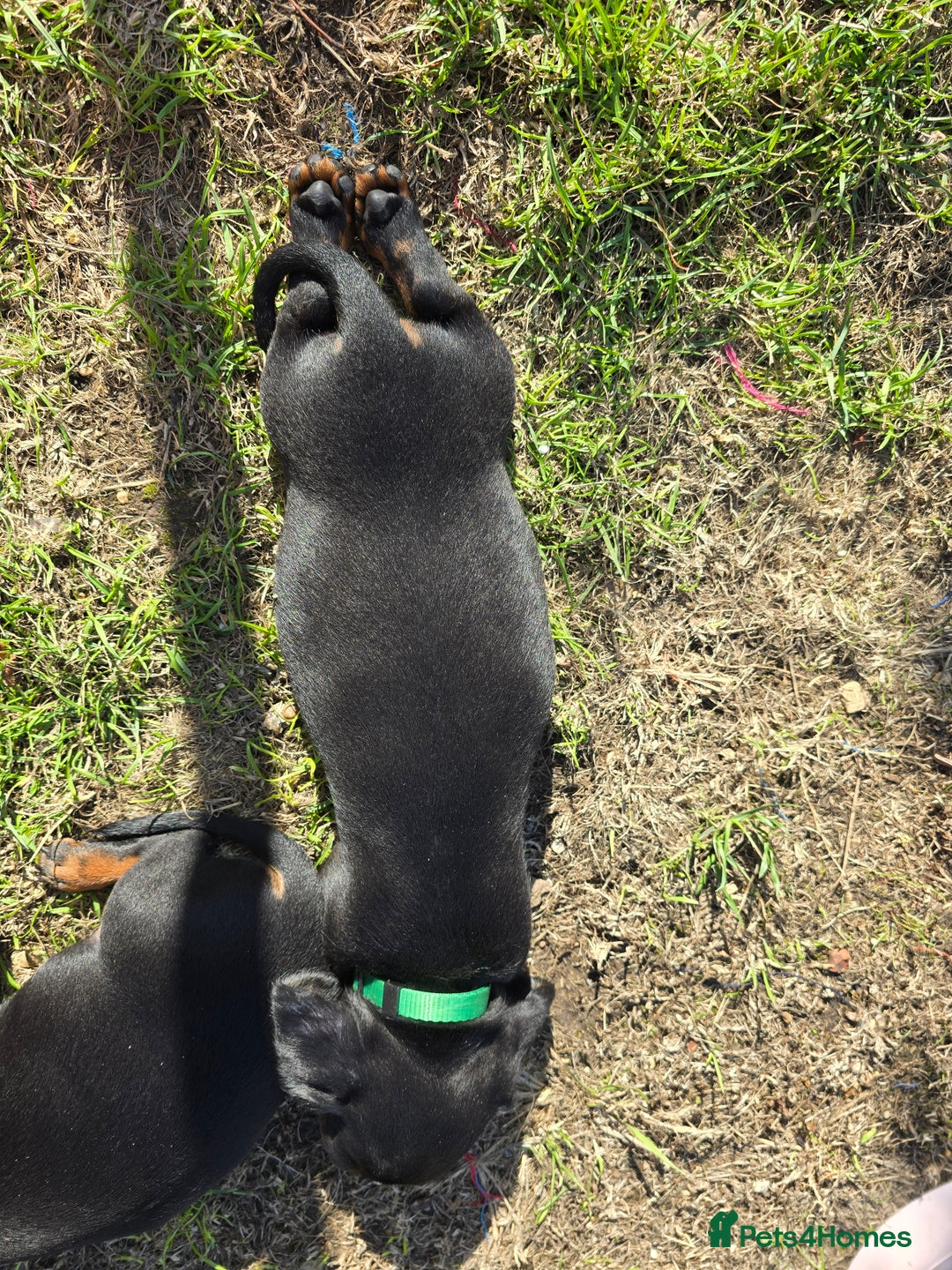 Miniature Dachshund dogs for sale: KC Miniature Dachshund Pups  - Image 21
