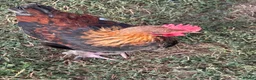 Chickens poultry for sale: Wheaten Maran trio  - Advert 2