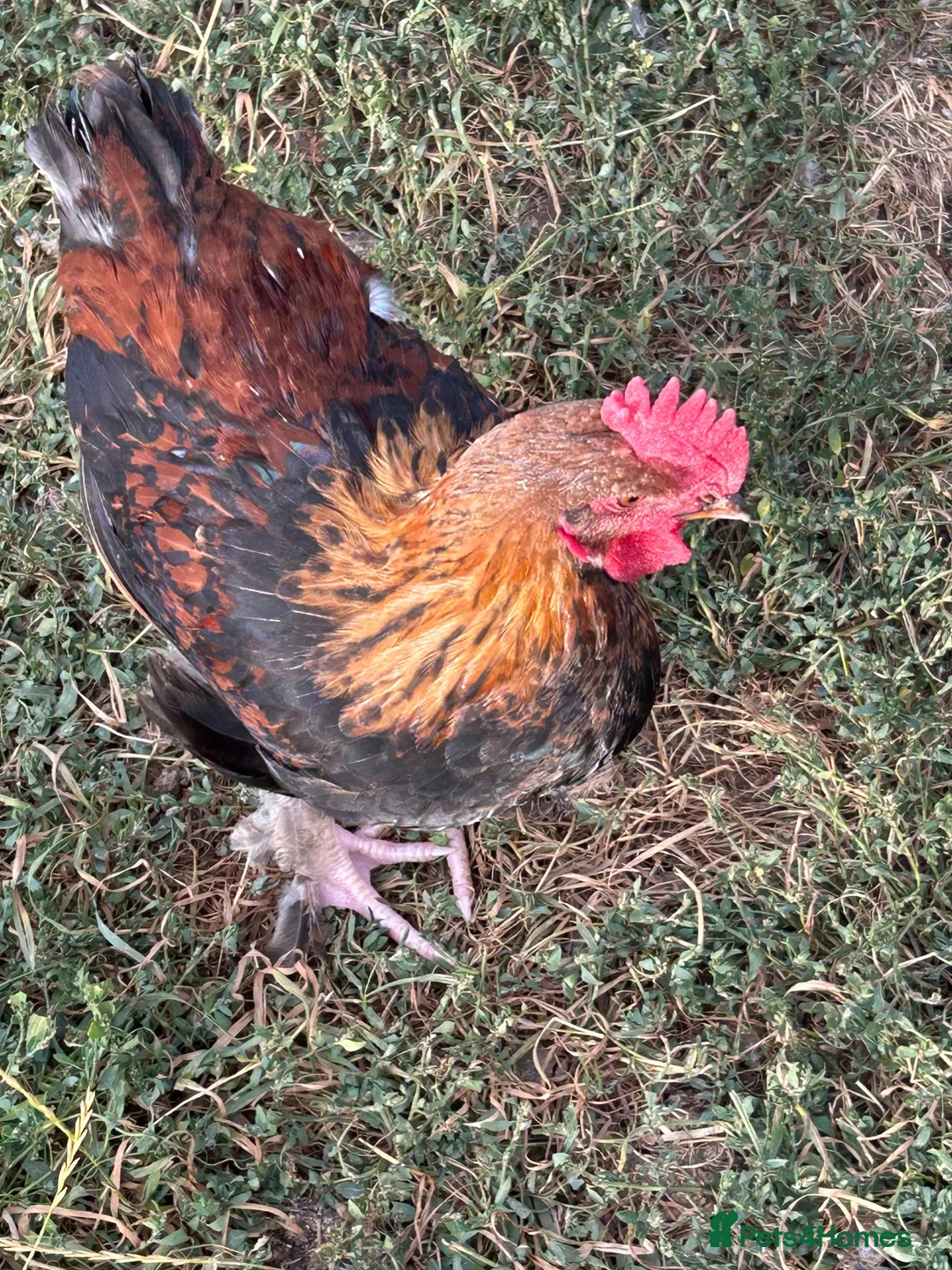 Chickens poultry for sale: Wheaten Maran trio  - Advert 2