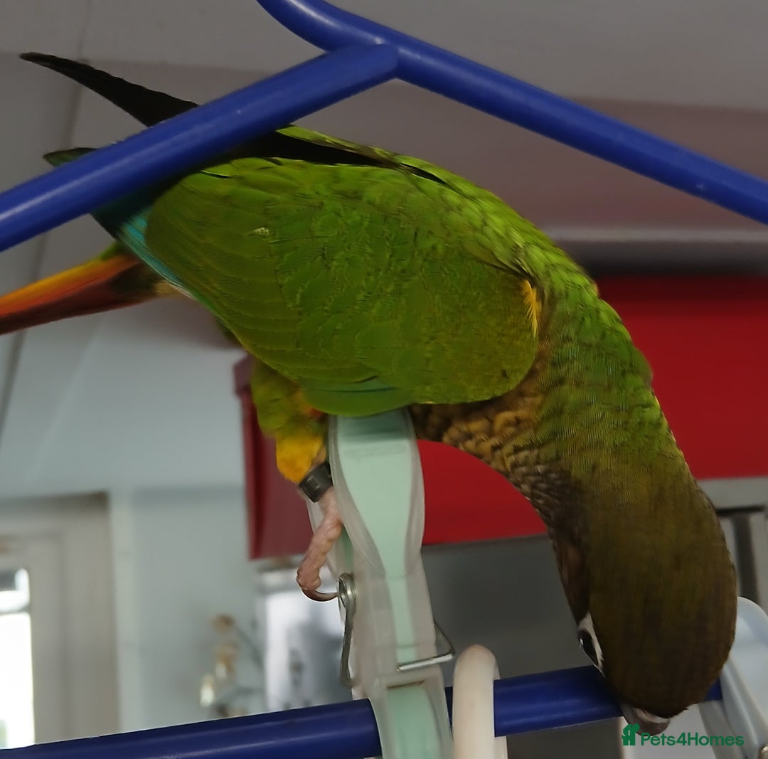 Conures birds for sale: Conures handreared Conures Green Cheeks  - Image 7