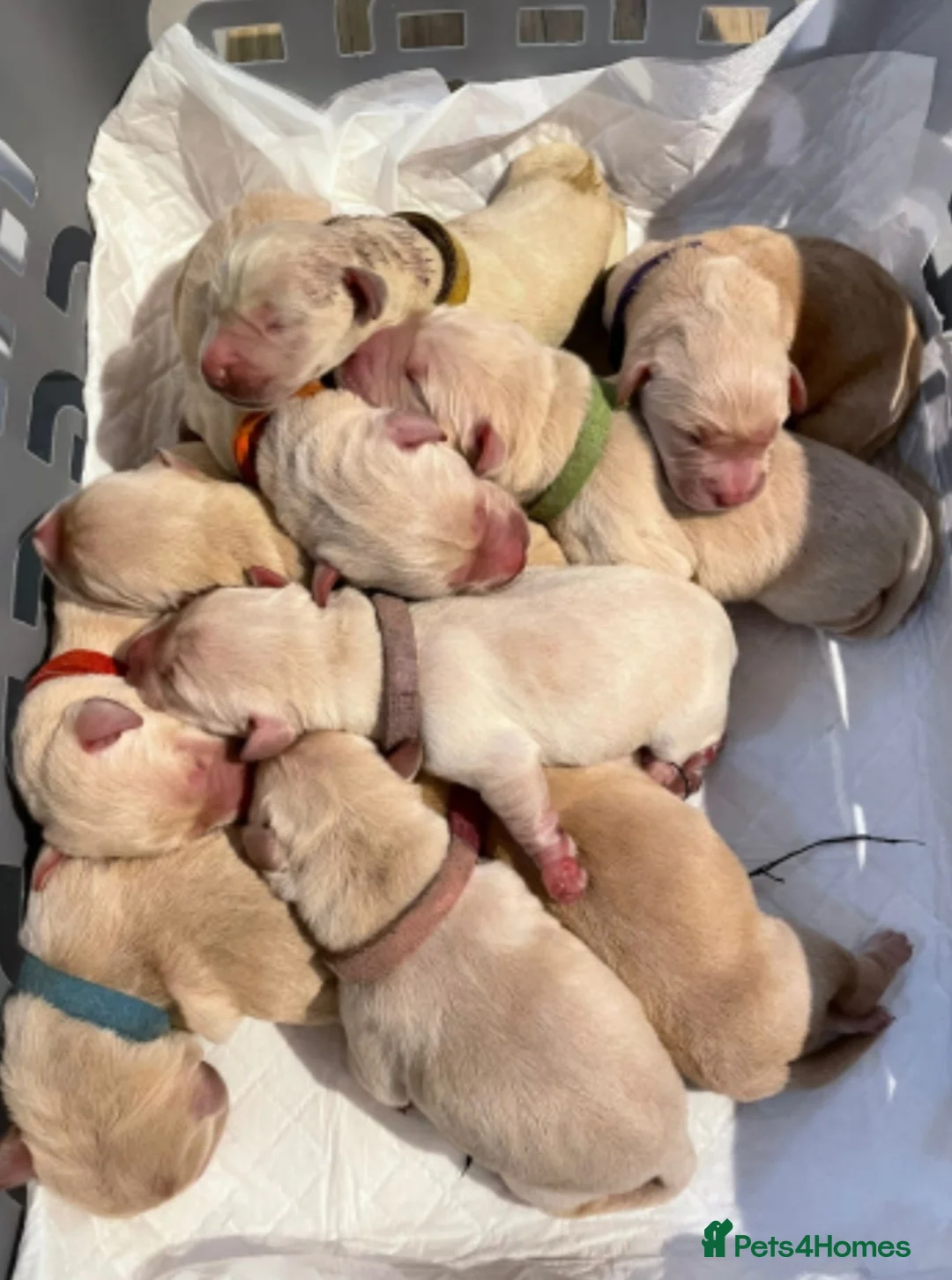 Golden Retriever dogs for stud: exceptional PROVEN dog available for stud  in Northwich - Advert 23