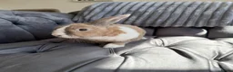 Mixed Breed rabbits for sale: Rabbit  in Blakeney - Advert 2