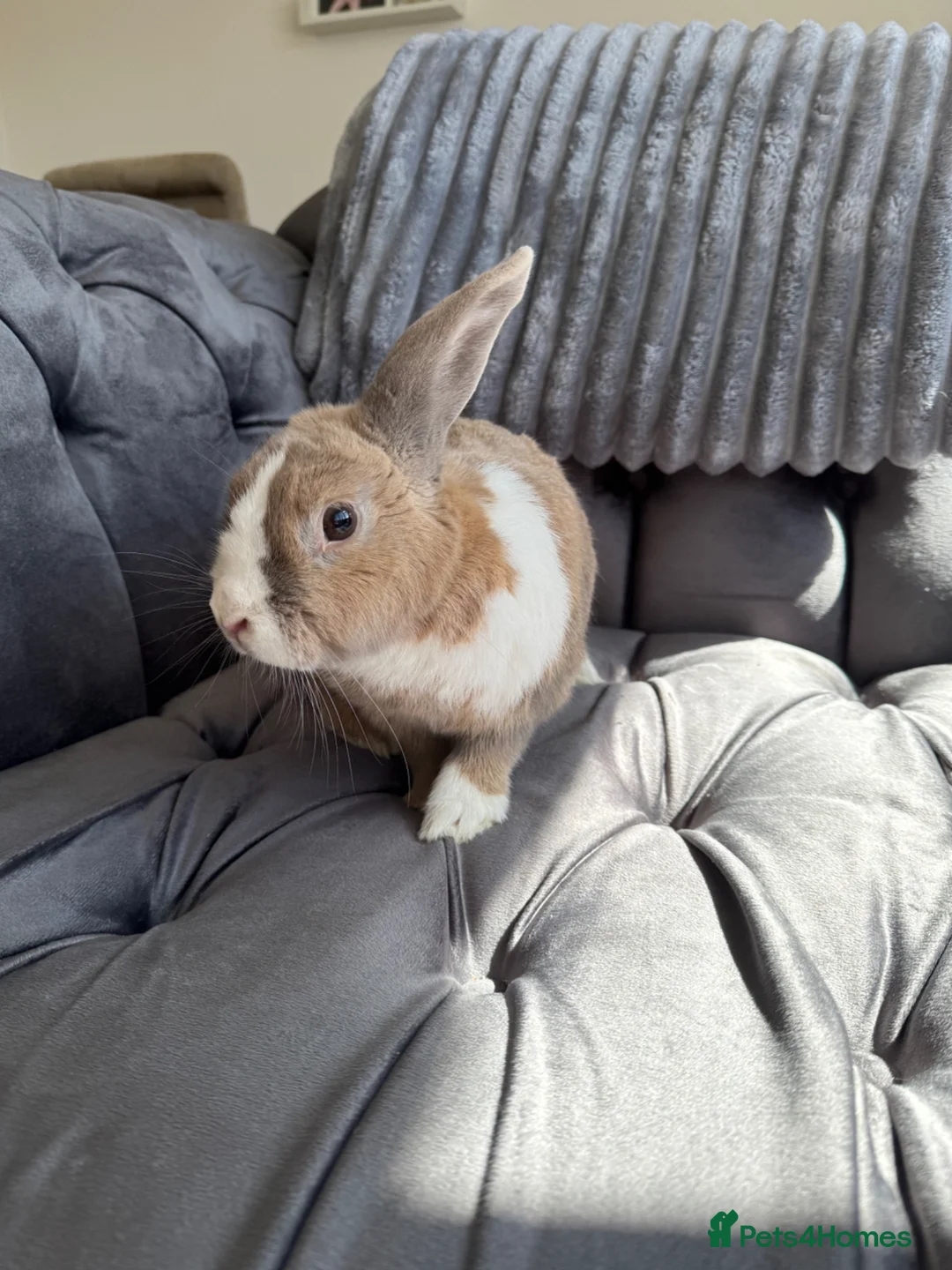 Mixed Breed rabbits for sale: Rabbit  in Blakeney - Advert 2