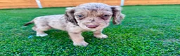 Cockapoo dogs for sale: Cockapoo Babies 🐾🐾🐾 - Advert 11