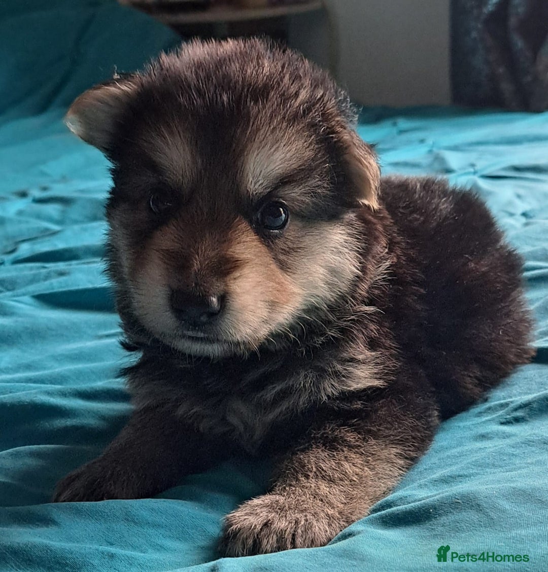 German Shepherd dogs for sale: German shepherd puppies 2boys/2girs  - Image 3