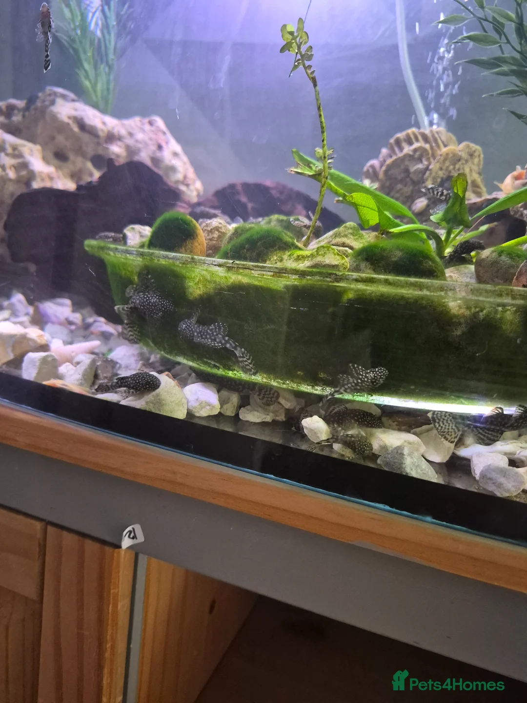Plecos fish for sale: Plecos for sale - Advert 1