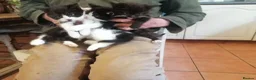 Mixed Breed cats for sale: 3 Beautiful Black&white kittens - Advert 3
