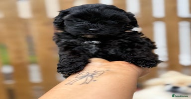 Yorkiepoo dogs - Advert 3