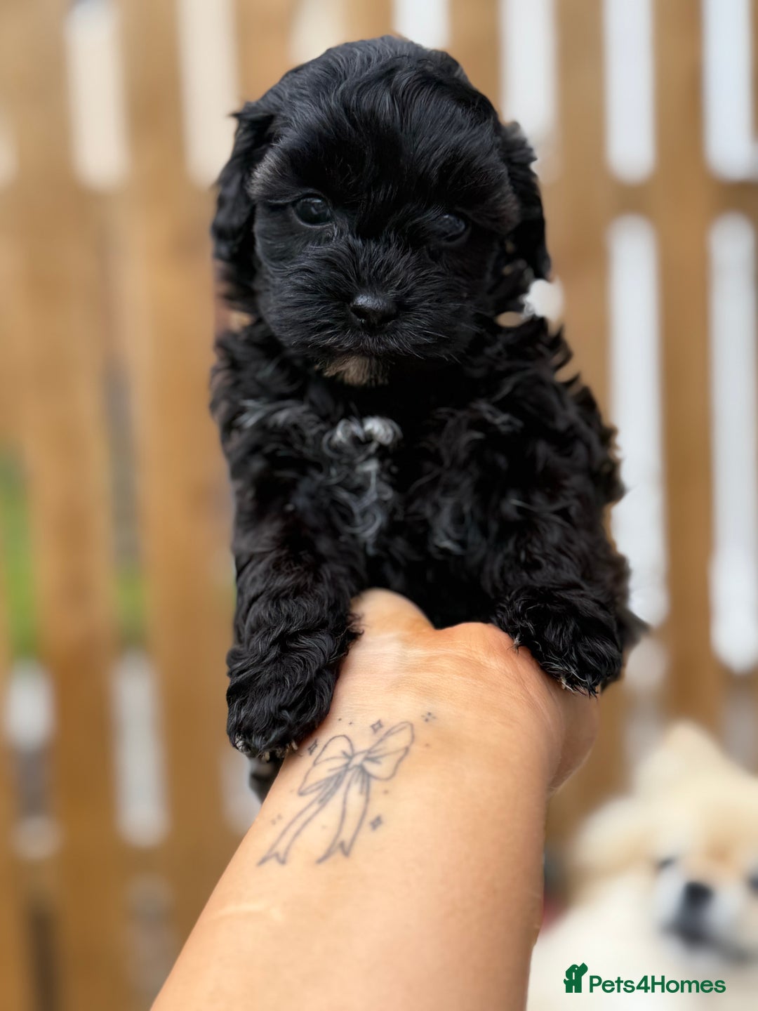 Yorkiepoo dogs for sale: Yorkiepoos - Image 2