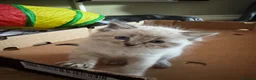 Ragdoll cats for sale: Ragdoll kittens - Advert 4