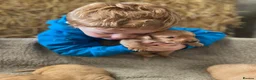 Labrador Retriever dogs for sale: KC registered fox red labradors in Welshpool - Advert 10