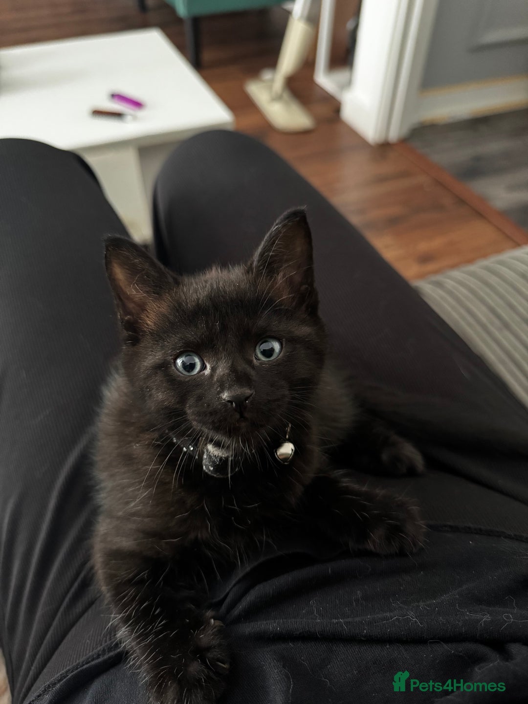 Mixed Breed cats for sale: Maine Coon X kittens ready to leave - Image 7