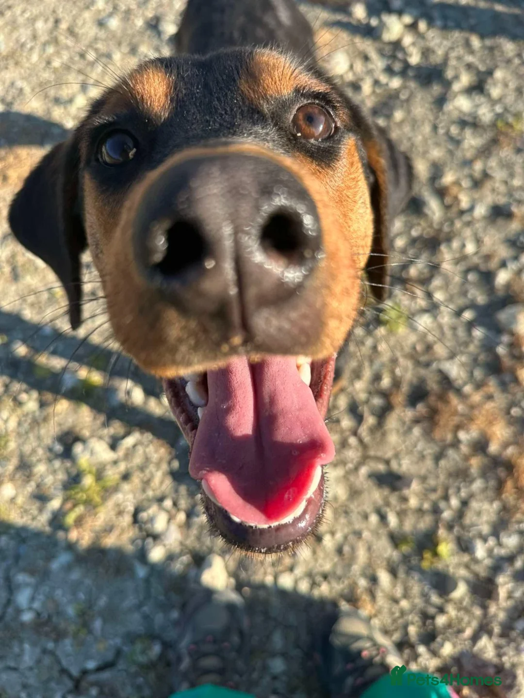 Mixed Breed dogs for adoption:  Meet Aldo – The Sweetest Cuddle Bug! - Advert 13