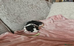 Guinea Pig rodents for sale: 2 Male Guinea Pigs (Boars) - Image 8