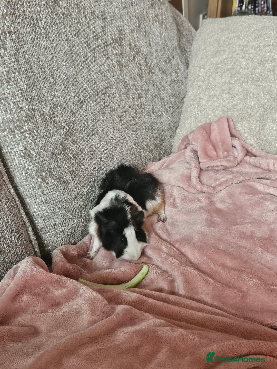 Guinea Pig rodents for sale: 2 Male Guinea Pigs (Boars) - Image 8