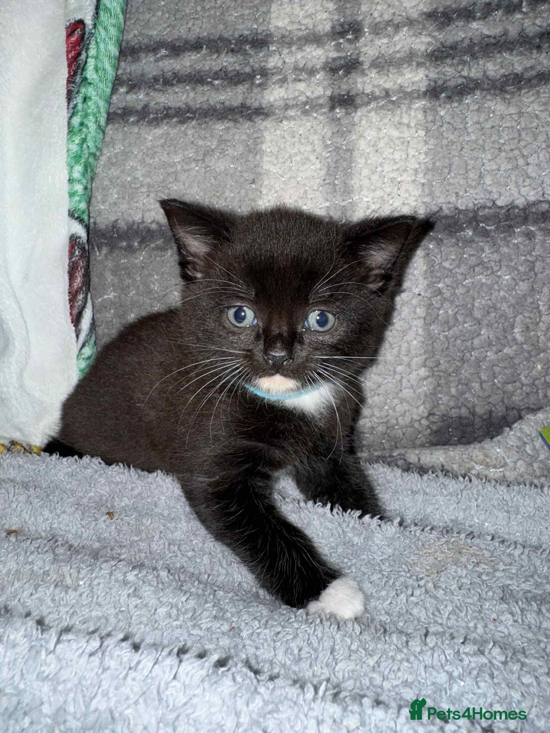 Mixed Breed cats for sale: Black and White Male Kitten - Image 1