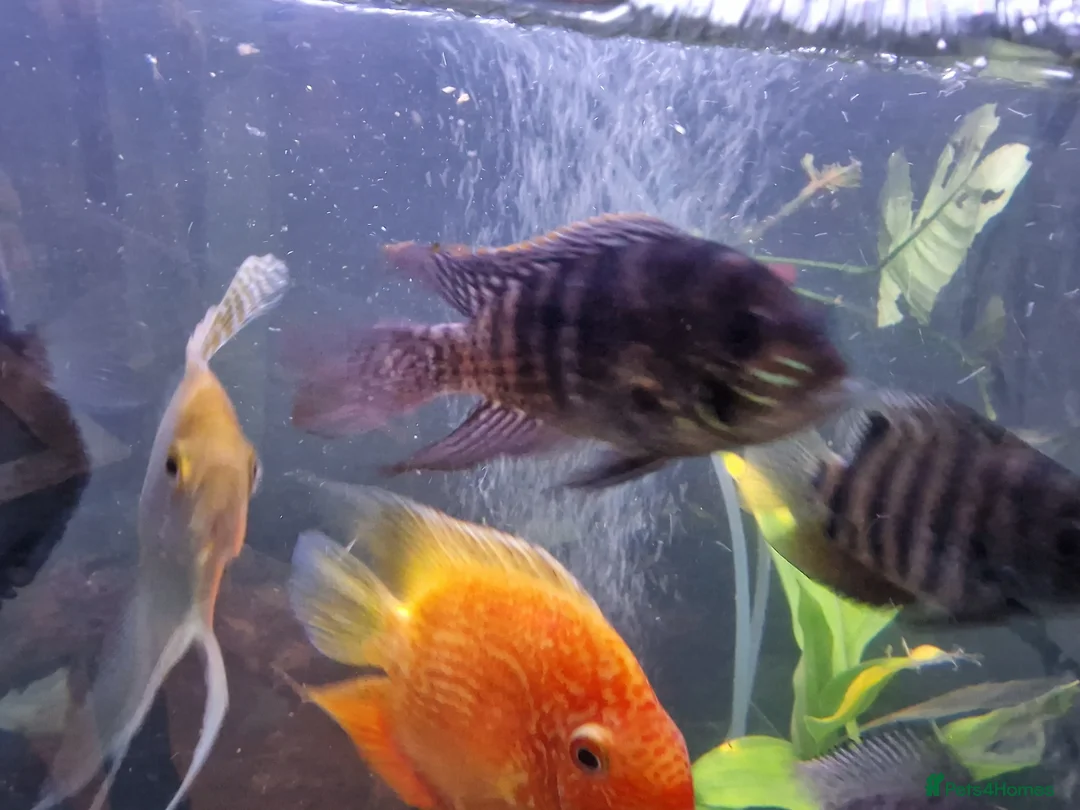 Cichlids fish for sale: Fish for sale  in Leeds - Advert 15