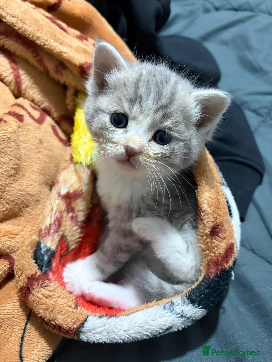 Mixed Breed cats for sale: British blue cross  in Birmingham - Advert 5