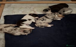 Mixed Breed dogs for sale: Pomeranian x - Image 12