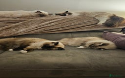 Ragdoll cats for sale: 💎 2 Exceptional Pedigree Ragdolls-young adults💎 - Image 10