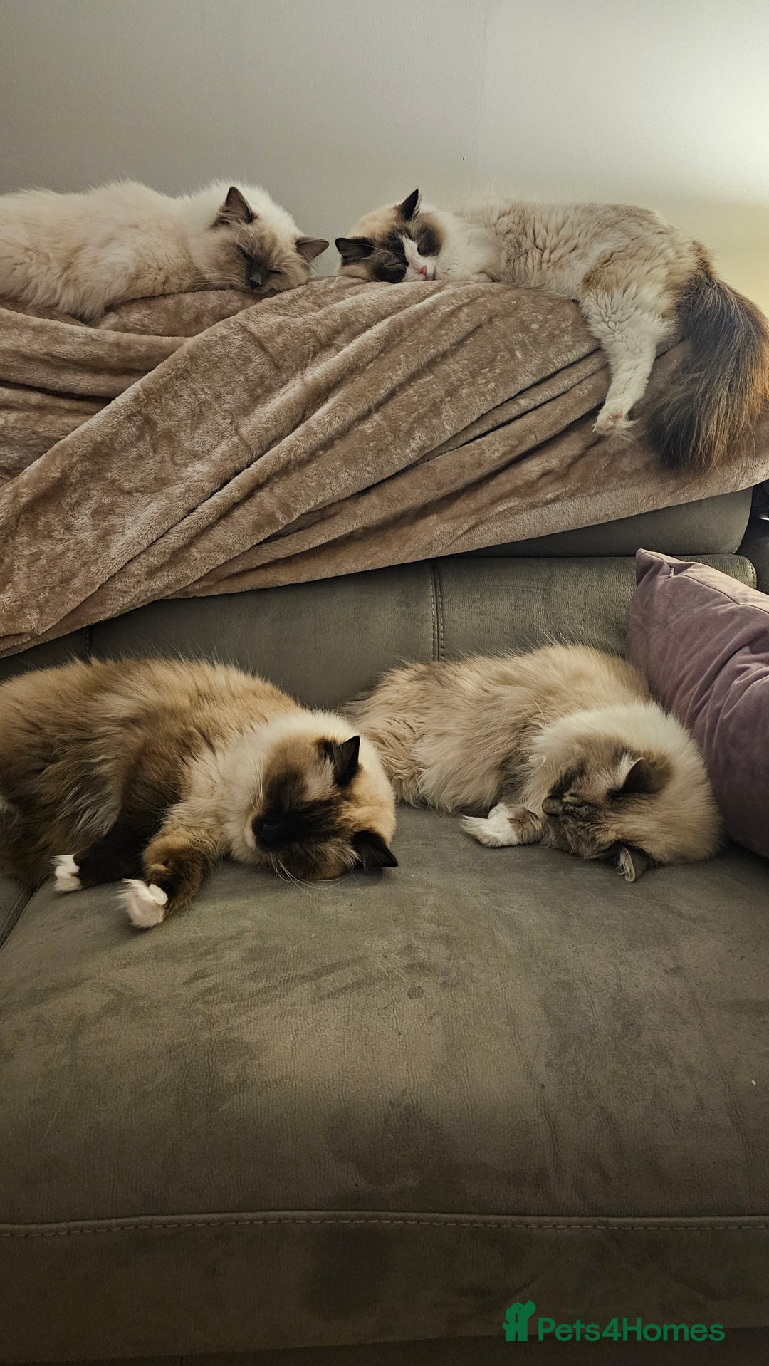 Ragdoll cats for sale: 💎 2 Exceptional Pedigree Ragdolls-young adults💎 - Image 10