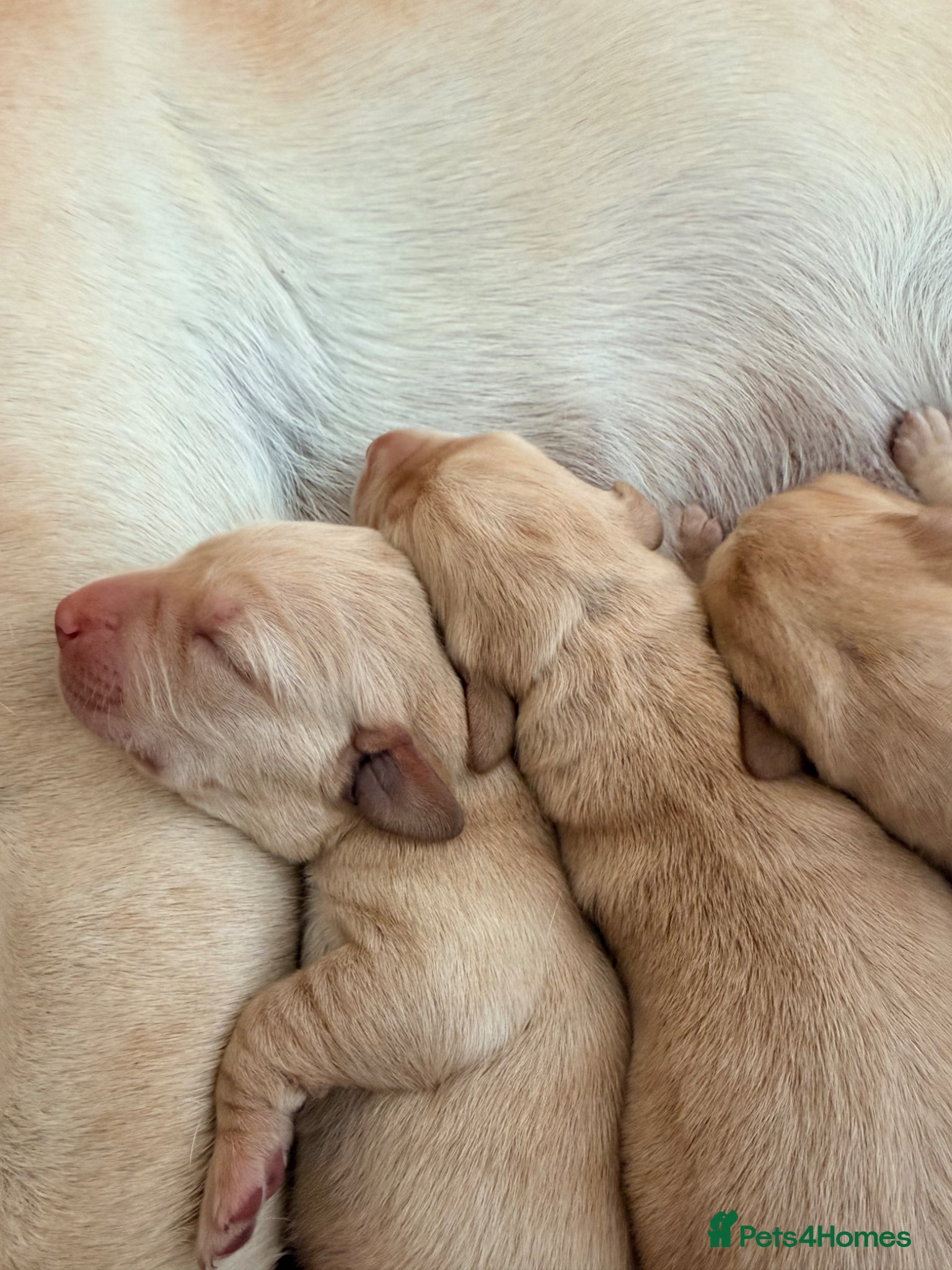 Labrador Retriever dogs Working Yellow Labrador Retriever Pups - Advert 6