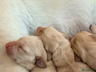 Labrador Retriever dogs Working Yellow Labrador Retriever Pups - Advert 6