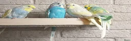 Budgerigars birds for sale: Baby Budgies 6 weeks old ready now. - Advert 3