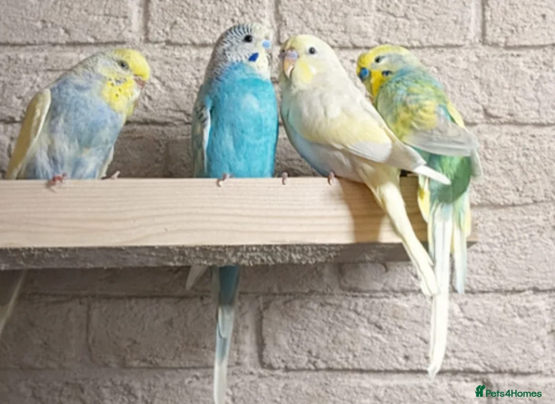 Budgerigars birds for sale: Baby Budgies 6 weeks old ready now. - Advert 3