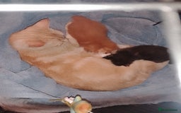 Mixed Breed cats for sale: Male kitten - Image 6
