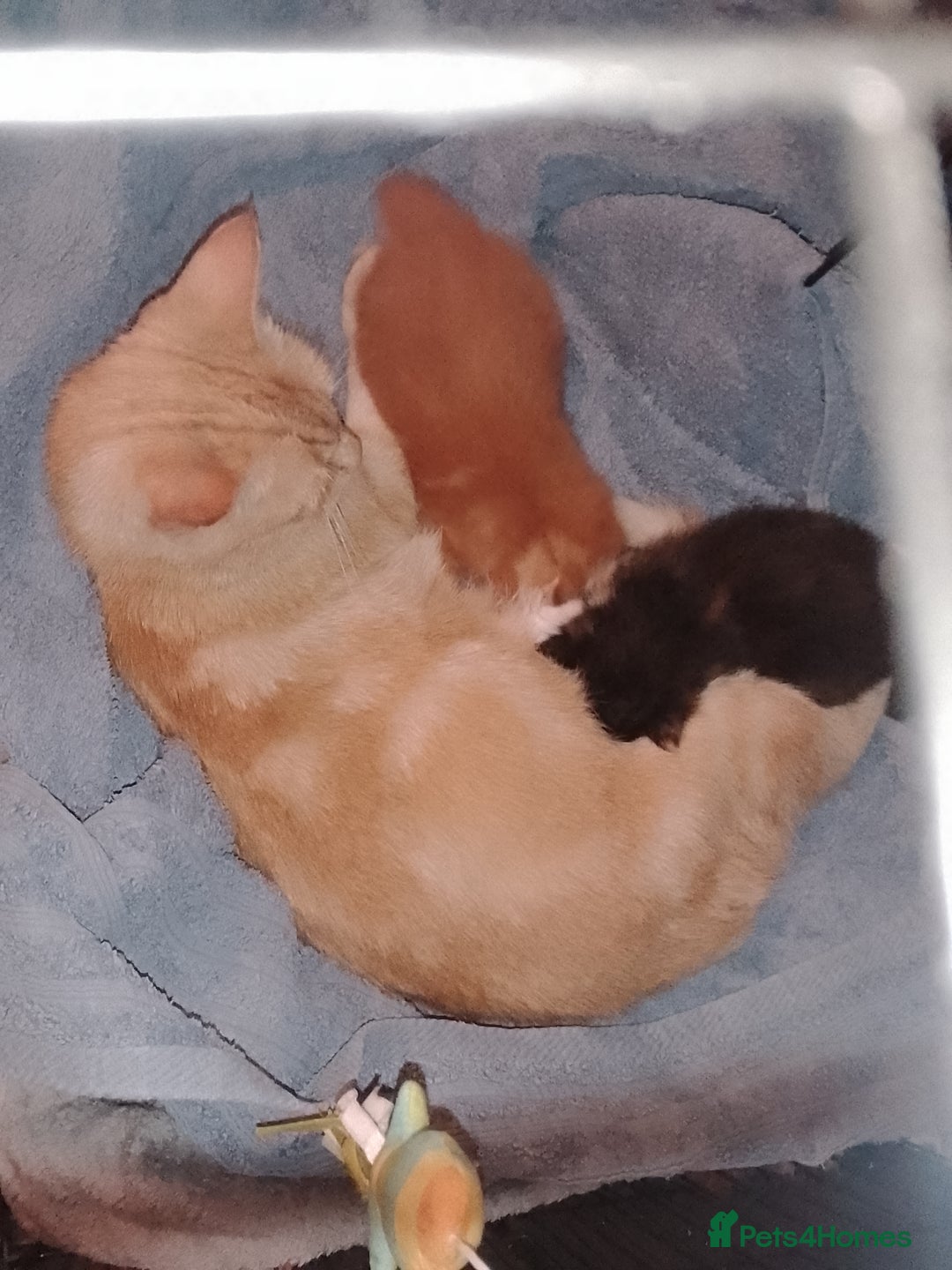 Mixed Breed cats for sale: Male kitten - Image 6