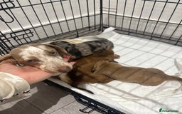 Miniature Dachshund dogs for sale: Beautiful little miniature dachshund girl  - Image 1
