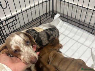 Miniature Dachshund dogs - Advert 11