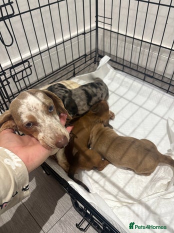 Miniature Dachshund dogs - Advert 10