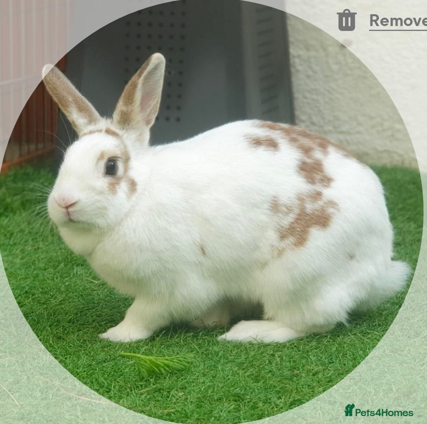 English Spot rabbits Stomping Sammy - Advert 1