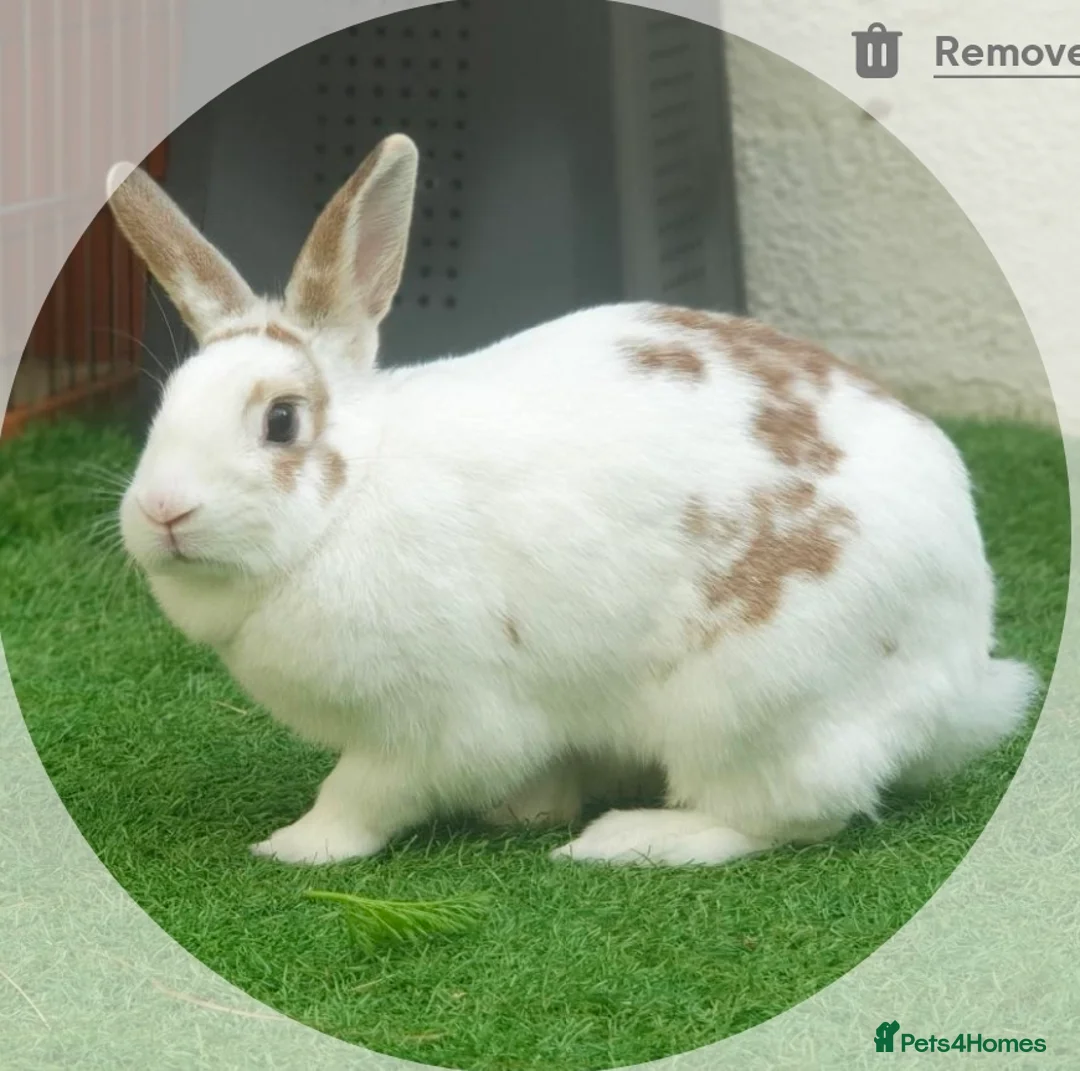 English Spot rabbits for sale: Stomping Sammy - Advert 1