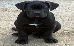 Cane Corso dogs for sale: Just one boy remaining  - Image 8