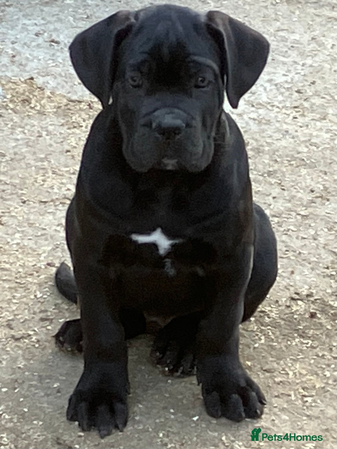 Cane Corso dogs for sale: Just one boy remaining  - Image 8