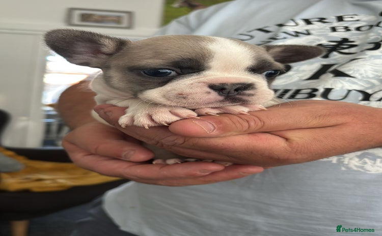 French Bulldog dogs - Advert 7