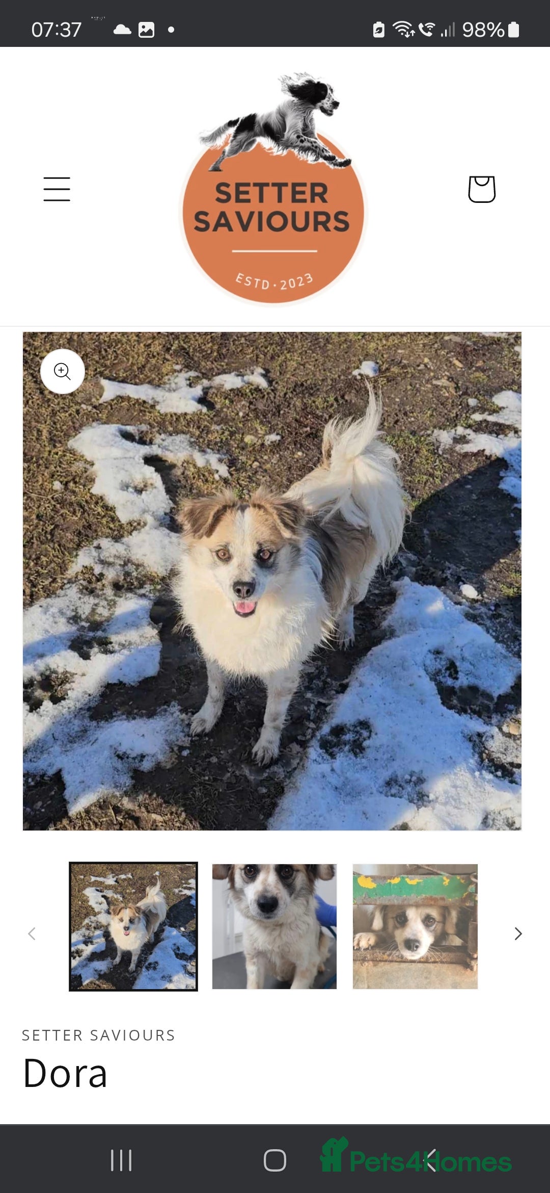 Papillon dogs for adoption: Dora! in Scarborough - Image 4