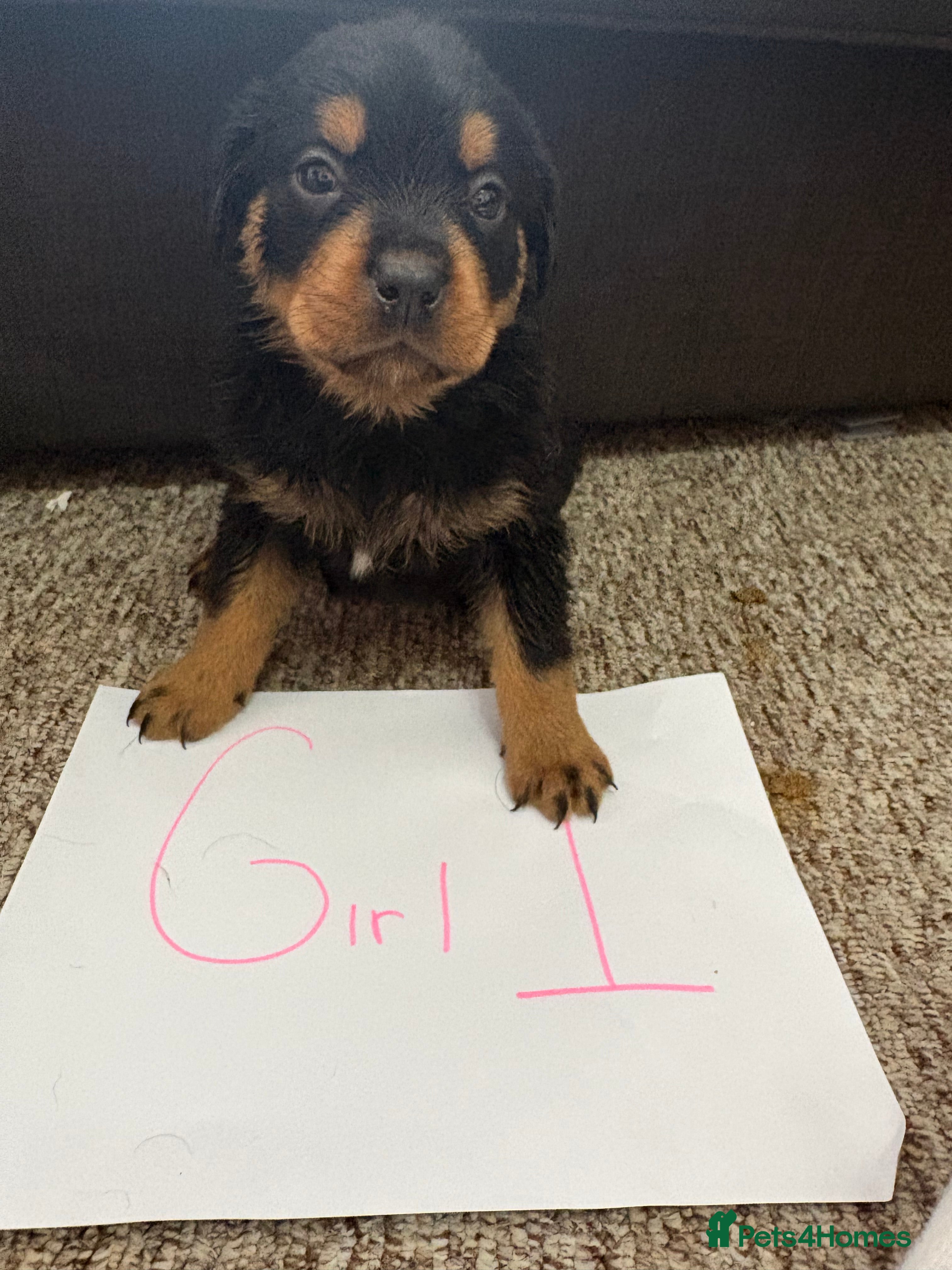 Rottweiler dogs for sale: Beautiful Chucky rottie pups - Advert 13