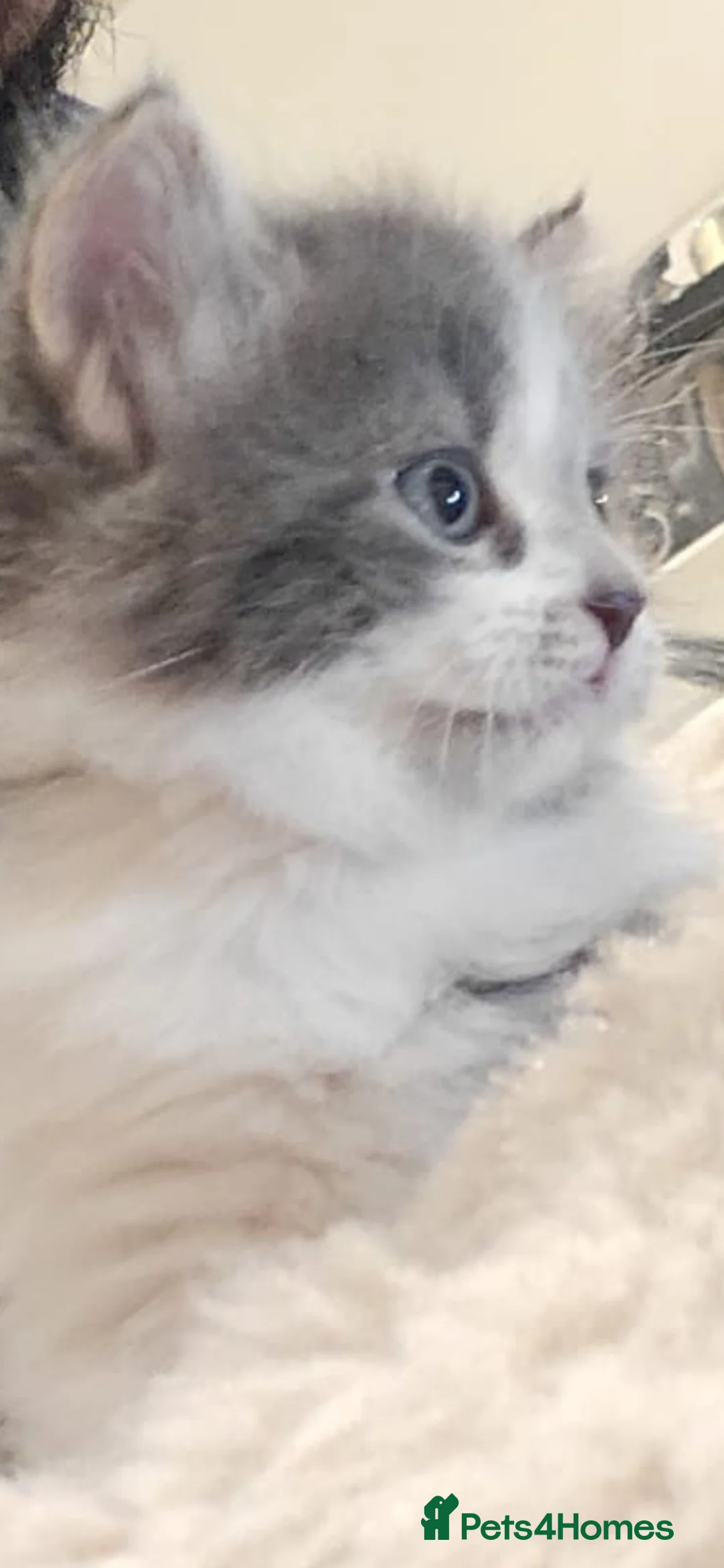 Mixed Breed cats for sale: Beautuful kitten  in Luton - Advert 2