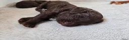 Cockapoo dogs for sale: Beautiful cockapoo puppies   - Advert 7