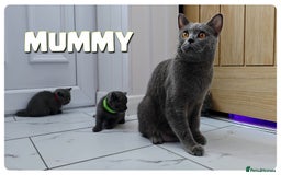 British Shorthair cats for sale: British  Blue Kittens (Delivery  available) - Image 11
