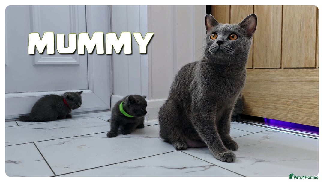 British Shorthair cats for sale: British  Blue Kittens (Delivery  available) - Image 11