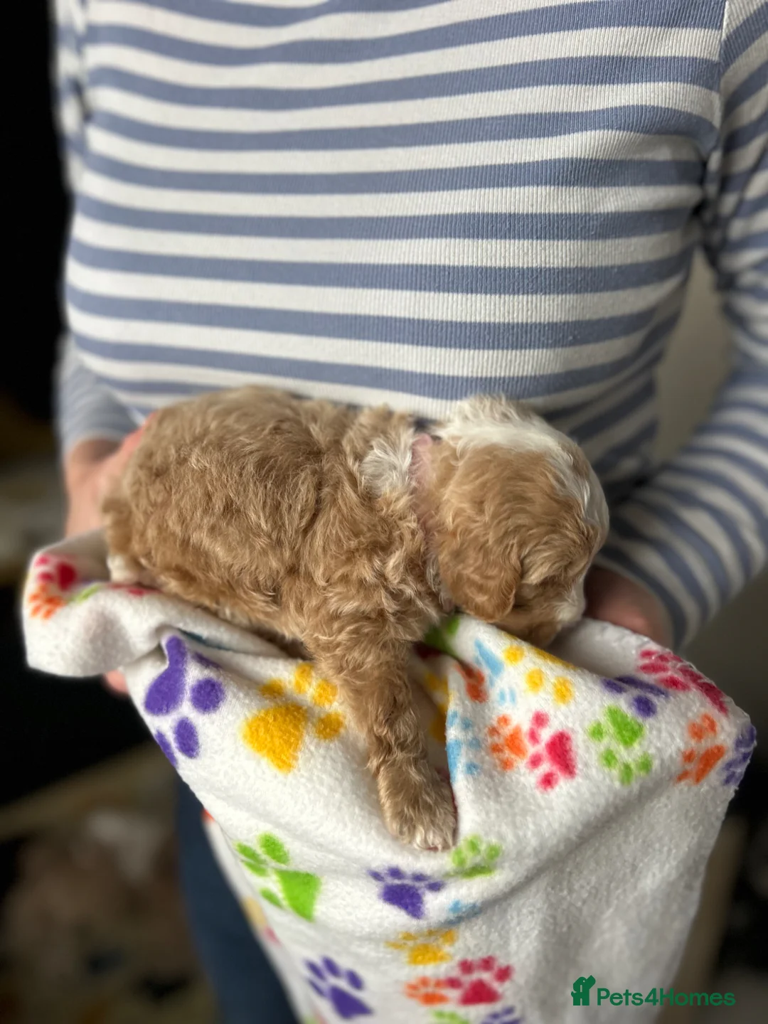 Bordoodle dogs for sale: Stunning F1b Bordoodle Puppies in Beverley - Advert 19