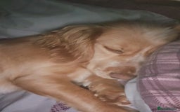 Cocker Spaniel dogs for sale: Show type cocker spaniels - Image 1