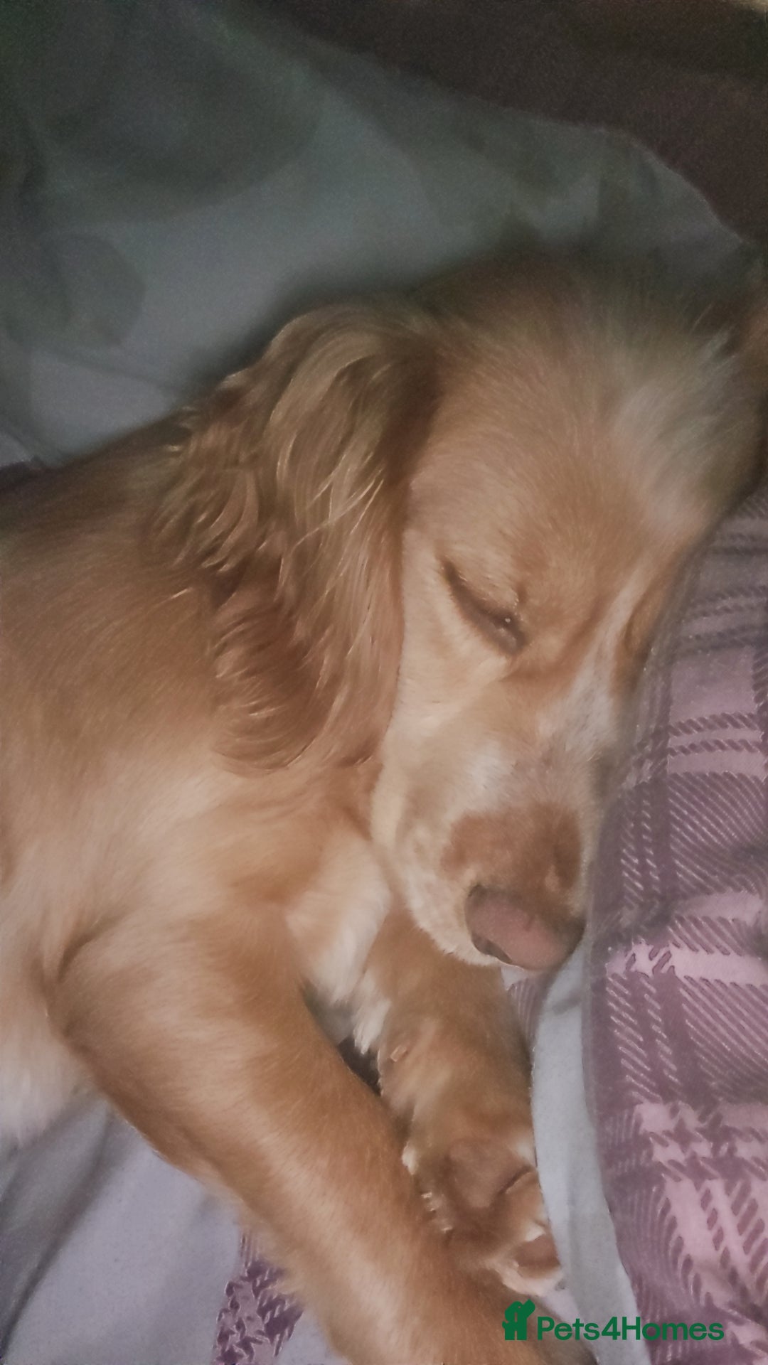 Cocker Spaniel dogs for sale: Show type cocker spaniels - Image 1